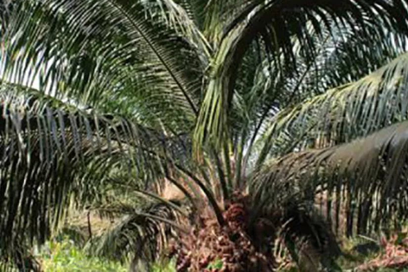 Oil palm trees